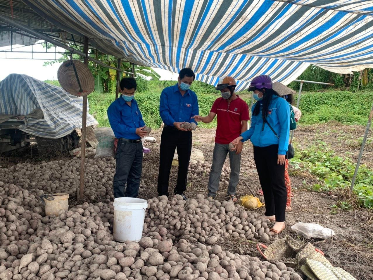 Tỉnh đoàn Đồng Tháp hỗ trợ tiêu thụ khoai lang giúp nông dân. - Ảnh: TĐ ĐT Tỉnh đoàn Đồng Tháp hỗ trợ tiêu thụ khoai lang giúp nông dân. - Ảnh: TĐ ĐT