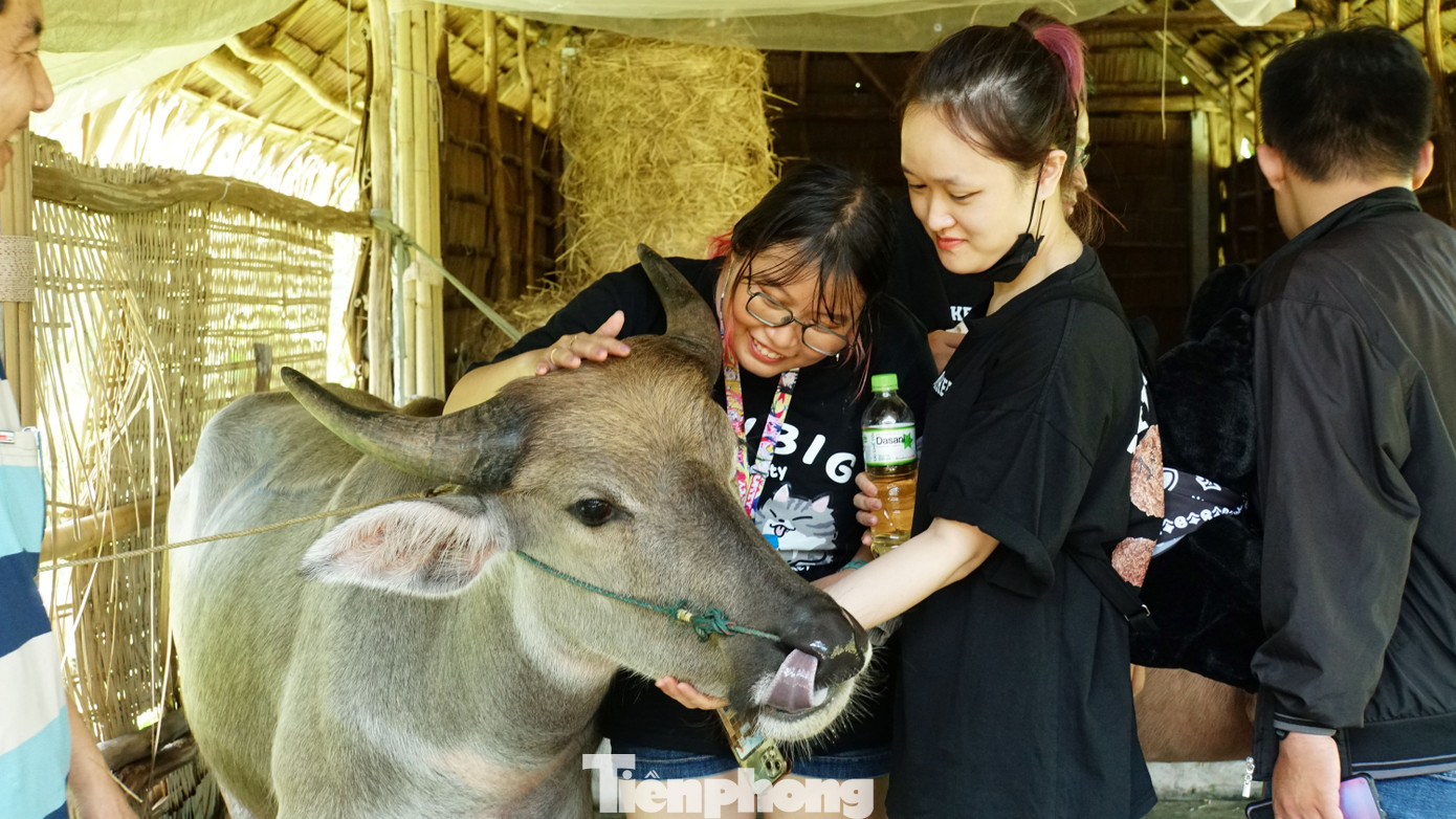 Trâu nước miền Tây được rèn luyện các kỹ năng chào khách, chụp ảnh. Trâu nước miền Tây được rèn luyện các kỹ năng chào khách, chụp ảnh.