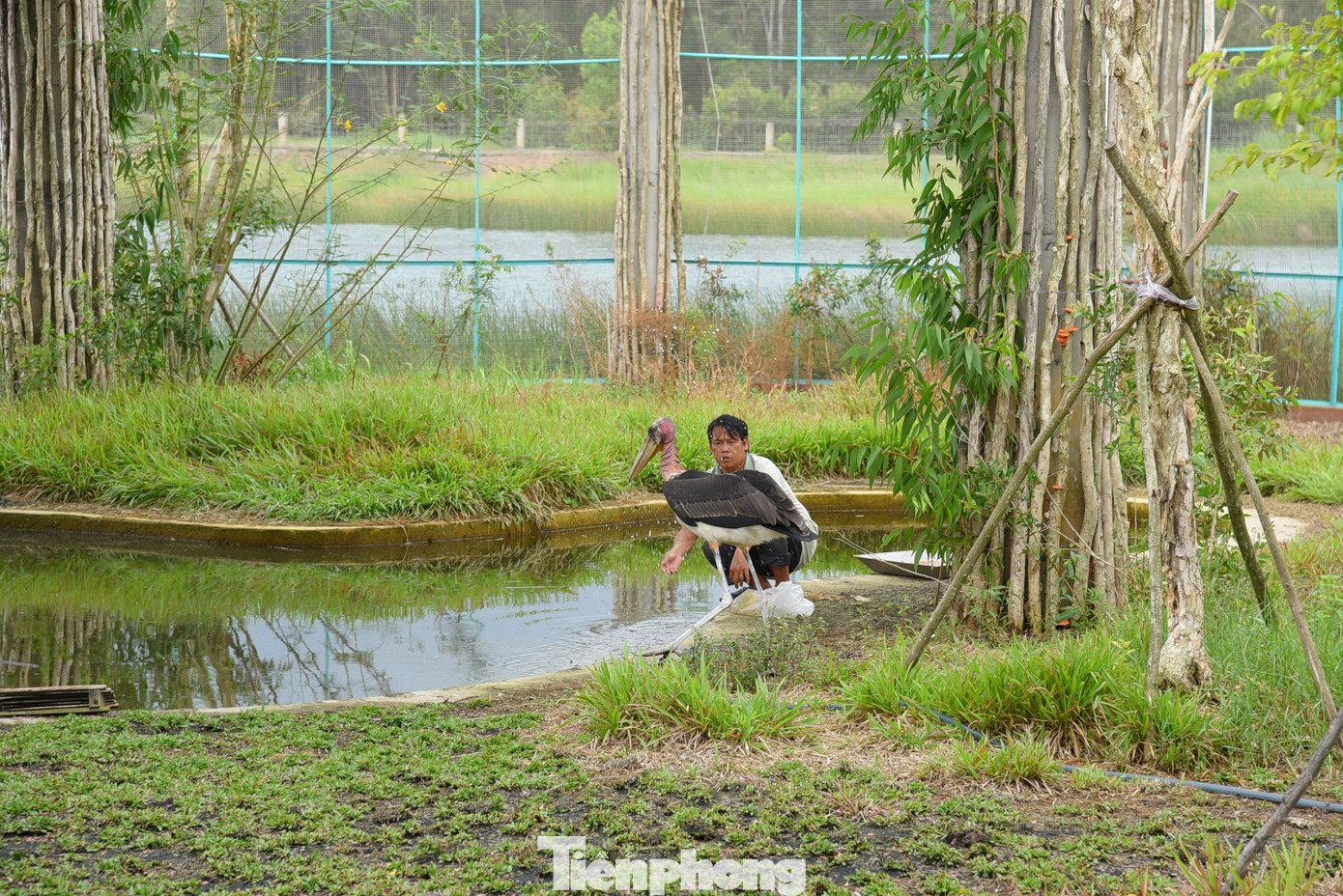Ông Đoàn Văn Nhanh - Phó Giám đốc Trung tâm bảo tồn và Hợp tác Quốc tế (Vườn Quốc gia Tràm Chim) cho biết, dự kiến cuối năm nay sẽ nhập 2 cá thể sếu đầu đỏ từ Thái Lan về Vườn Quốc gia Tràm Chim chăm sóc, nuôi dưỡng. Ảnh: Hòa Hội