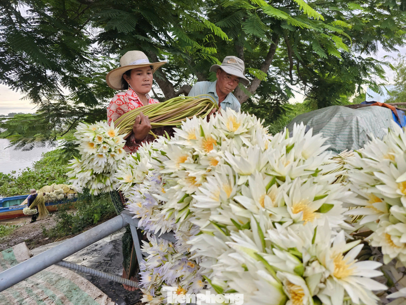 Bông súng khoe sắc. Ảnh: Hòa Hội
