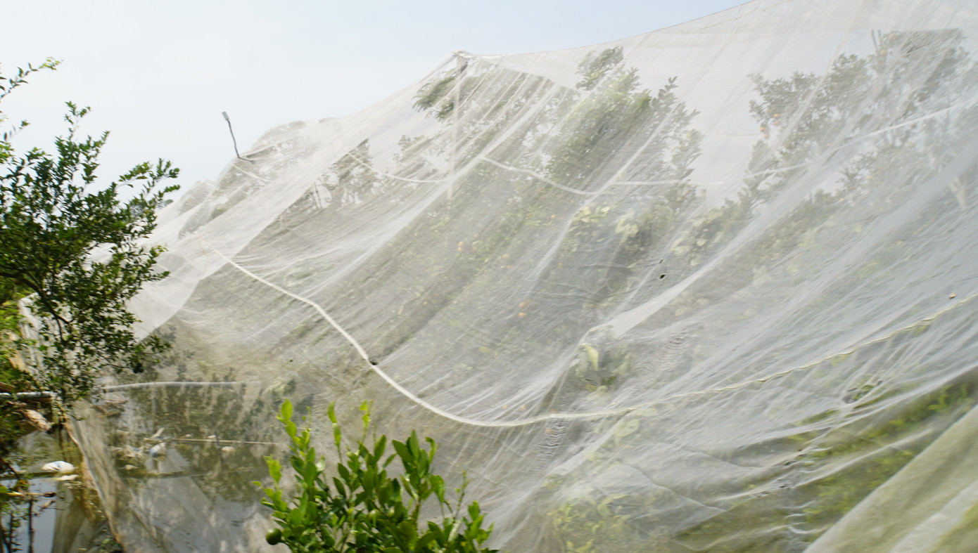 Bên cạnh đó, vận động nông dân tham gia các hình thức hợp tác liên kết sản xuất và tiêu thụ sản phẩm, hình thành những vùng sản xuất tập trung với quy mô phù hợp, tăng cường huấn luyện nông dân thực hiện quy trình sản xuất theo tiêu chuẩn VietGAP. Sản xuất gắn với truy xuất nguồn gốc theo mã vùng trồng; kêu gọi các doanh nghiệp trong và ngoài huyện đầu tư sản xuất và thu mua nông sản cho nông dân theo hợp đồng.