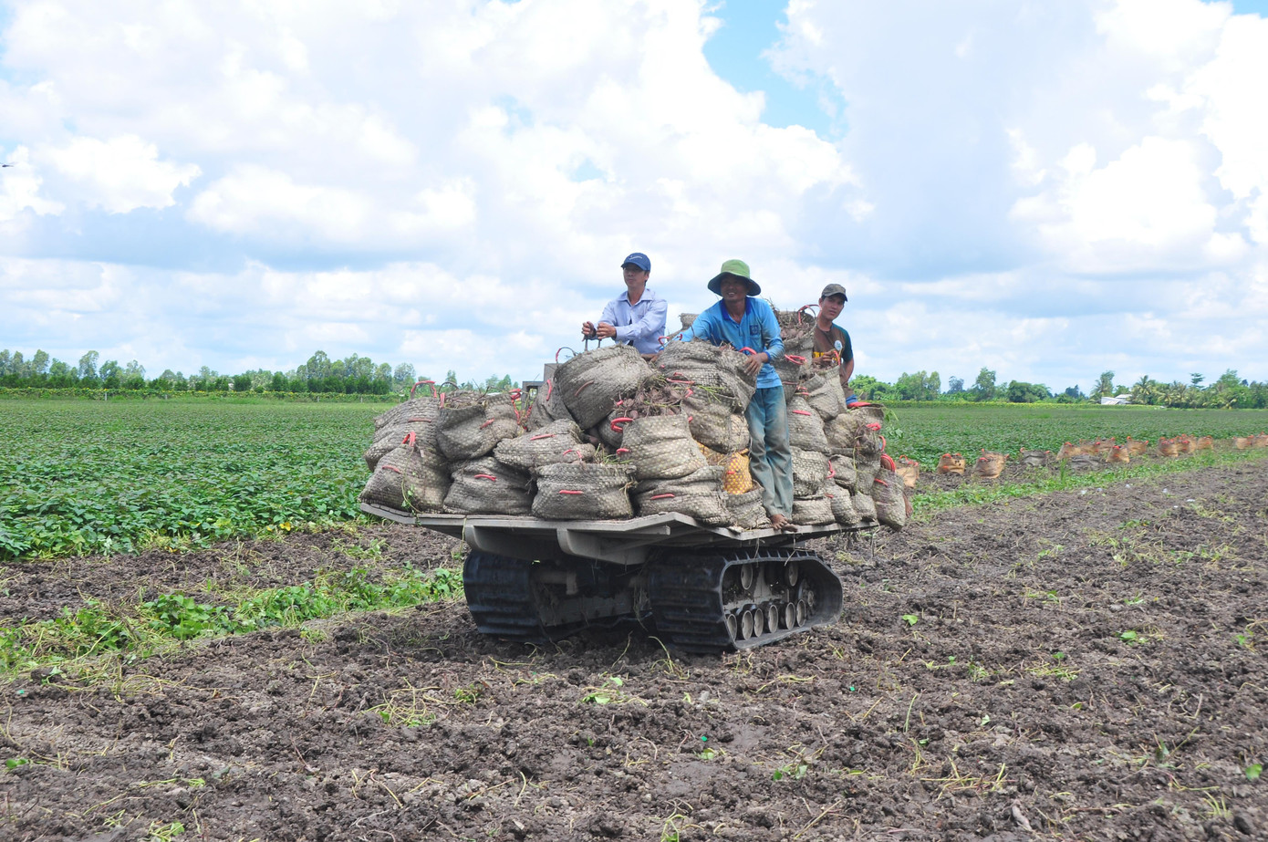 Ghi nhận của phóng viên Tiền Phong, chạy dọc theo các vùng nông thôn của huyện Bình Tân (Vĩnh Long) thời điểm này bắt gặp cảnh cánh đồng khoai lang xanh mướt mênh mông. Xa xa là những lán trại để thu hoạch khoai ngoài đồng đem vào phân loại. Tuy nhiên cảnh phấn khởi, nhộn nhịp vốn có của những năm trước không còn nữa mà ai ai cũng chung tâm trạng buồn rầu, lo âu, kể cả những người nhân công làm thuê cũng xót của cho chủ ruộng. "Vụ này chết rồi, ai cũng lỗ hết chú ơi", anh nhân công mồ hôi ướt đẫm, đang vác bao khoai từ đồng vào lán trại nói. - Ảnh: Hòa Hội