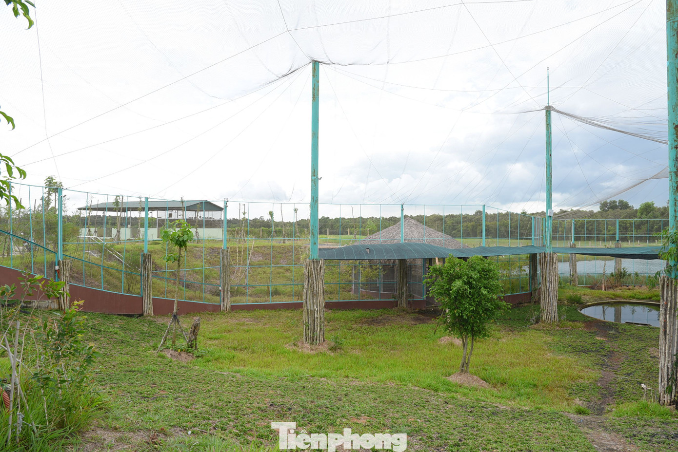 Quang cảnh khu vực được Vườn Quốc gia Tràm Chim chuẩn bị để chăm sóc cá thể sếu đầu đỏ.