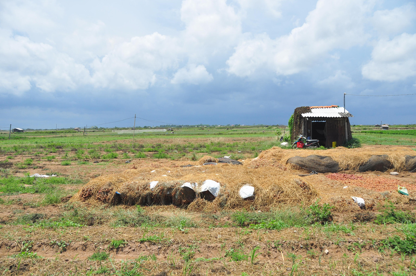 Hành tím chất đốc ngoài ruộng
