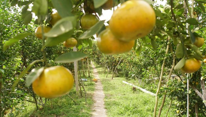 Quang cảnh vườn quýt cho trái trĩu quả.