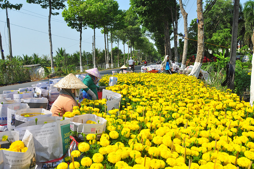 Người dân thu hoạch hoa tại Sa Đéc, tỉnh Đồng Tháp. Ảnh: Hòa Hội. Người dân thu hoạch hoa tại Sa Đéc, tỉnh Đồng Tháp. Ảnh: Hòa Hội.