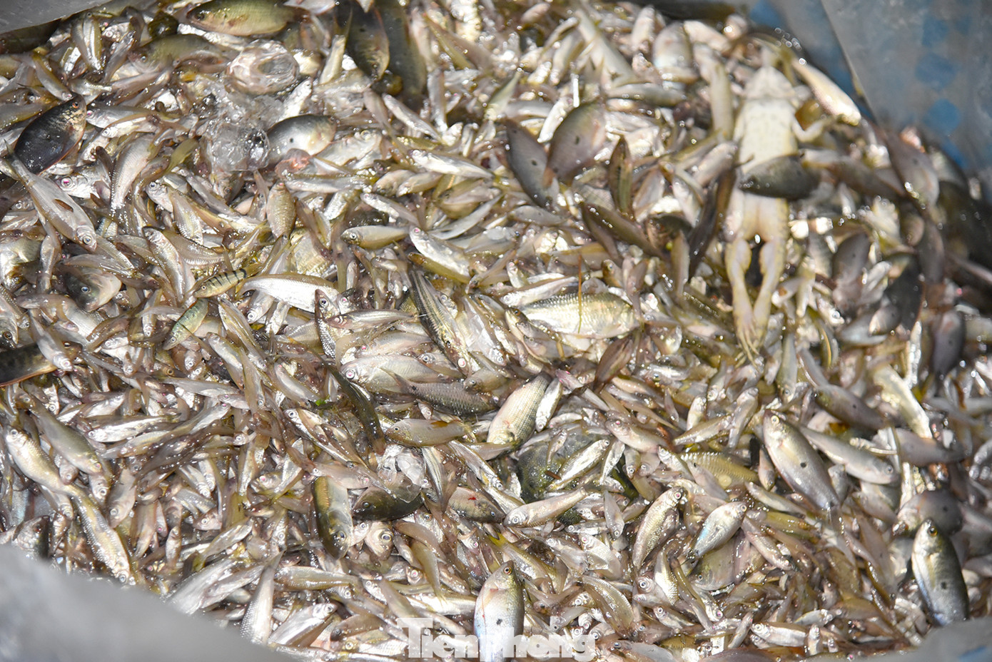 Người dân đánh bắt cá trên đồng lũ ở khu vực biên giới An Giang. Ảnh: Hòa Hội.