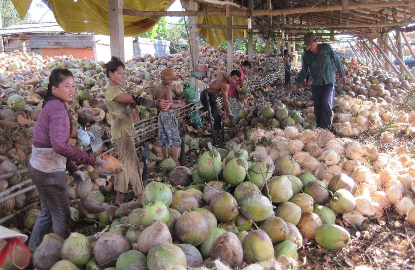 Dừa mang về hơn 500 triệu USD cho Bến Tre mỗi năm. Ảnh: Hòa Hội