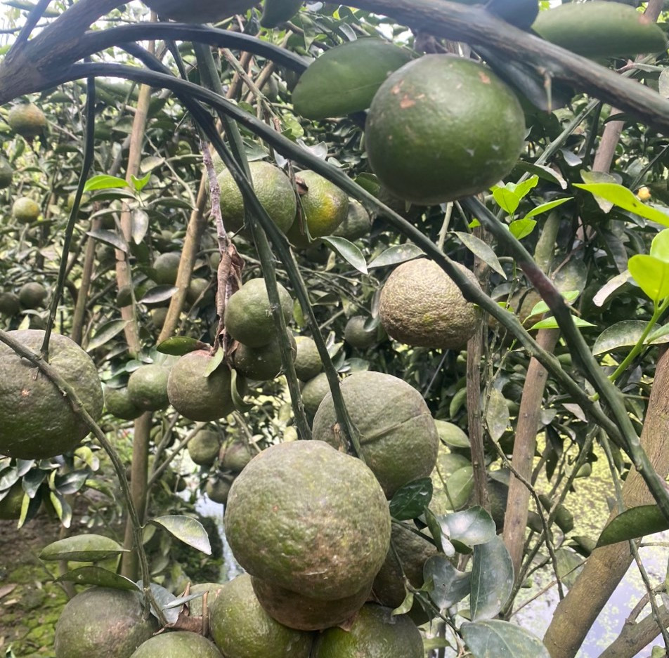 Anh Phan Hoài Nam ở ấp Hiếu Tính, xã Hiếu Nghĩa (Vũng Liêm, Vĩnh Long) trồng 0,4 ha với trên 30 tấn cam đến kỳ thu hoạch, trái sum suê, tuy nhiên đến nay không có người mua, trái rụng đầy vườn. “Mấy hôm trước thương lái mua 2.000 đồng/kg, rồi xuống 1.000 đồng, nhưng 2 ngày nay thì thương lái không mua nữa do trái chín quá lứa. Cũng may nhờ có các anh chị giải cứu giúp để vớt vát phần nào”, anh Nam nói.