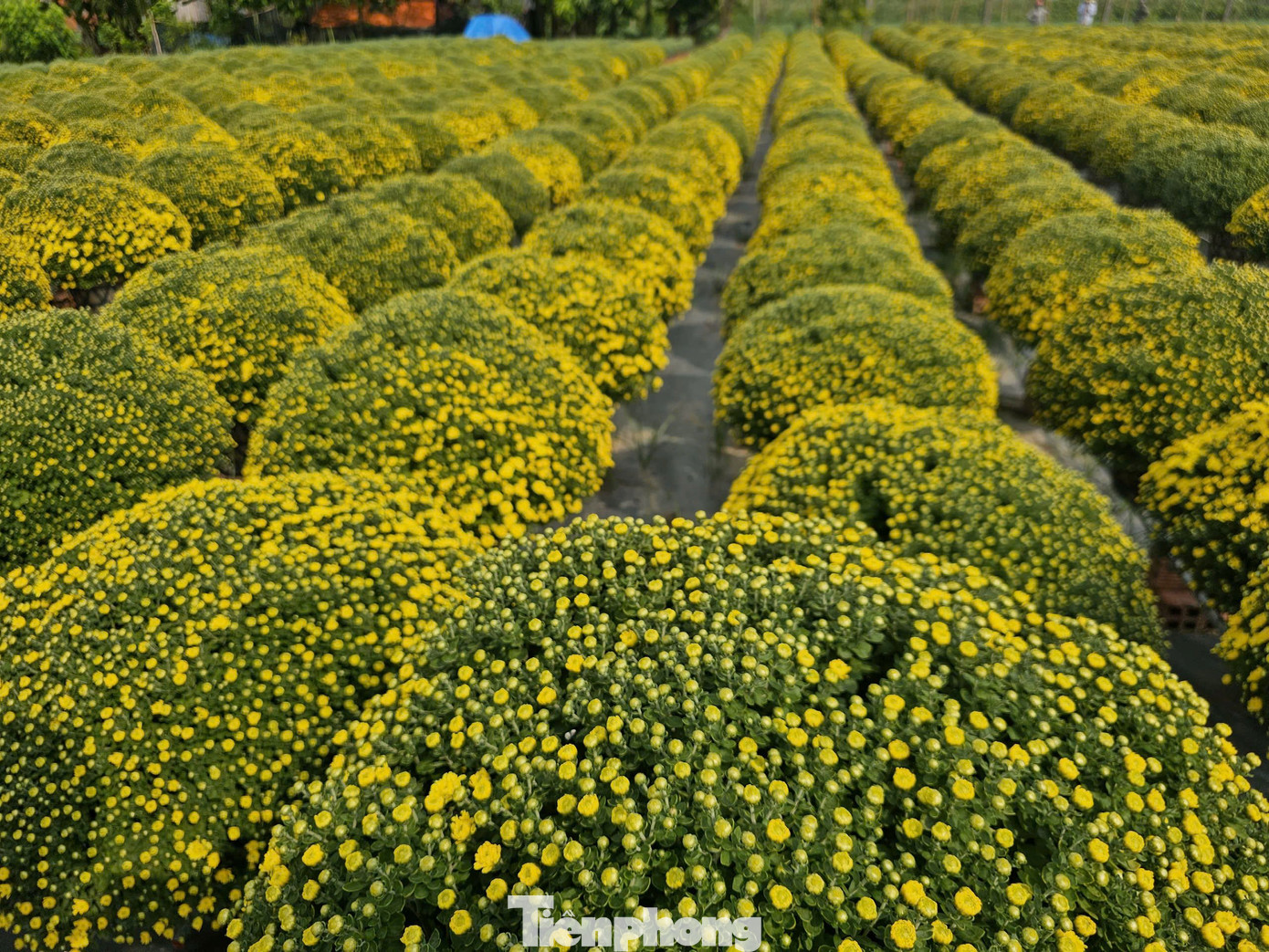 Làng nghề truyền thống trồng hoa, cây kiểng Chợ Lách nổi tiếng hơn một thế kỷ với nhiều loại hoa như: Cúc mâm xôi, hoa giấy, mai vàng, vạn thọ… Gần như đâu đâu cũng bắt gặp người dân tất bật chăm sóc hoa, cây kiểng. Ảnh: Hòa Hội