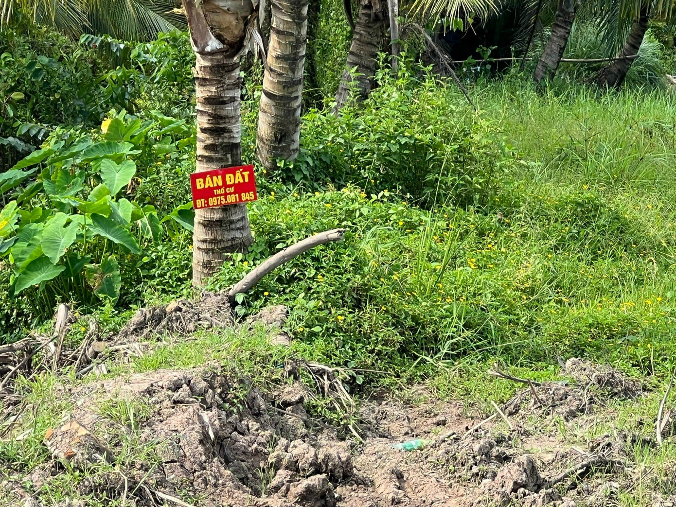 Đất ruộng ở xã Tài Văn, huyện Mỹ Xuyên trên đường 934B được thổi giá trên 3 triệu đồng/m2 Đất ruộng ở xã Tài Văn, huyện Mỹ Xuyên trên đường 934B được thổi giá trên 3 triệu đồng/m2