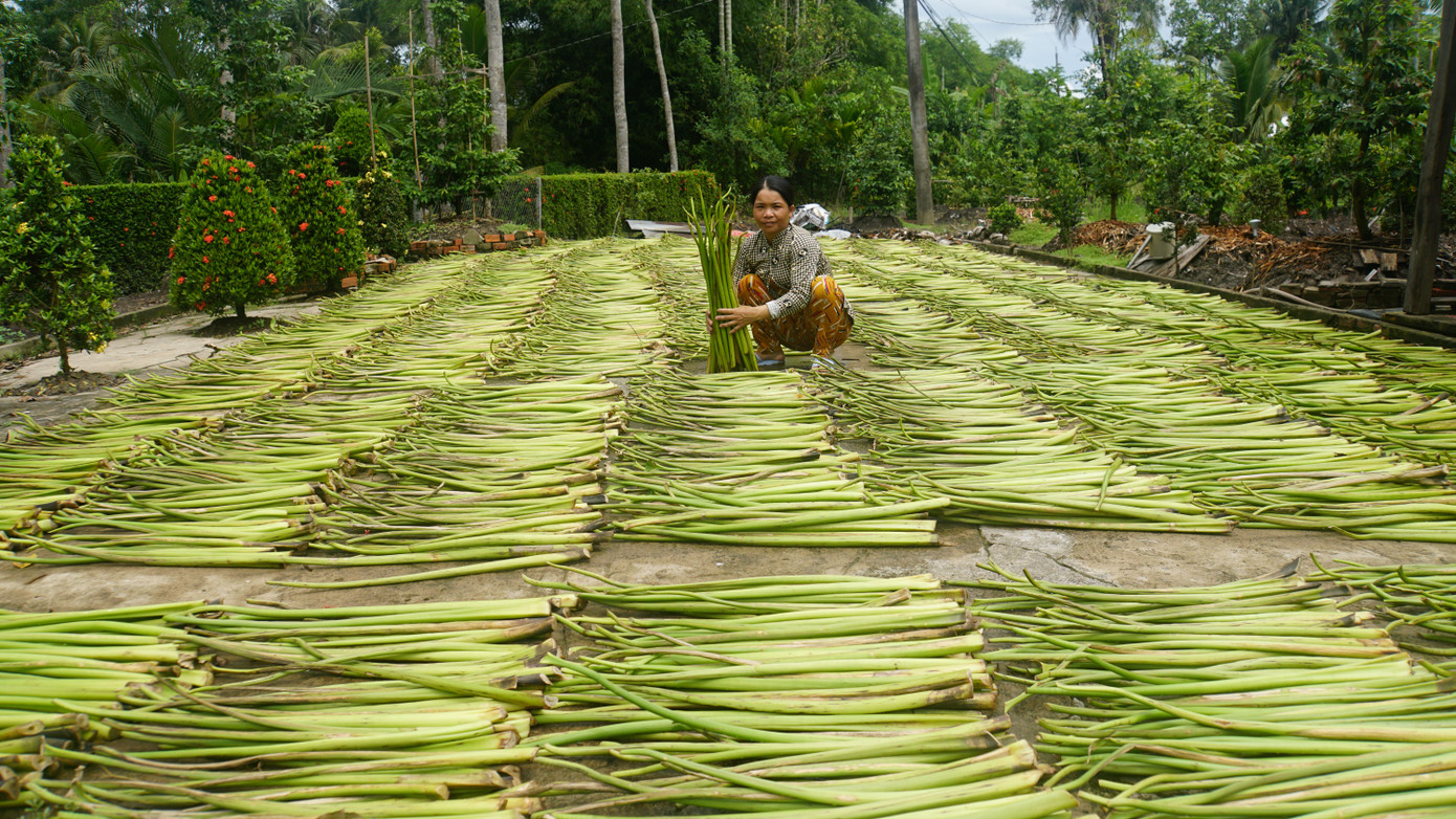 Phụ nữ tham gia làm kinh tế tại ĐBSCL. Ảnh: Hòa Hội
