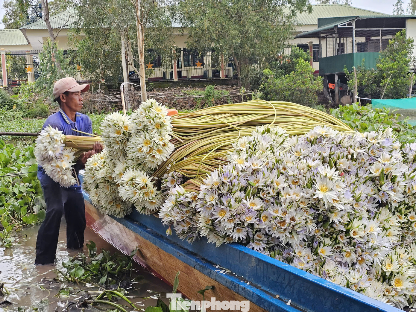 Nước lũ ngập trên đồng khoảng 2-3m thì cọng bông súng cũng vươn mình theo tới đó. Ảnh: Hòa Hội