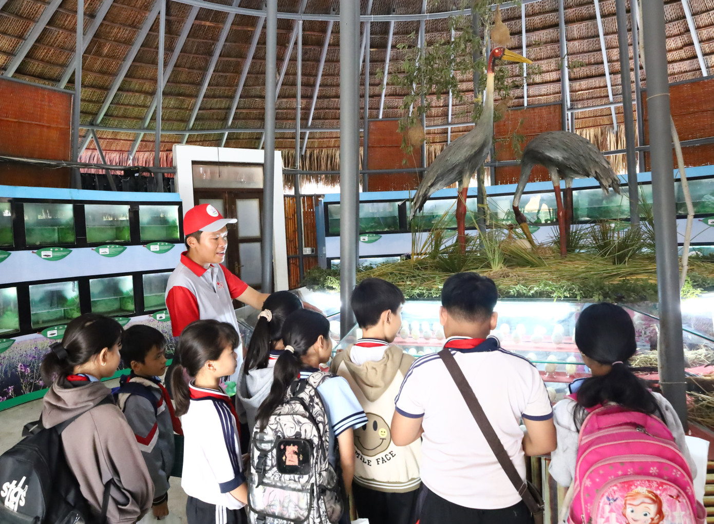 Giới thiệu học sinh về Sếu đầu đỏ.