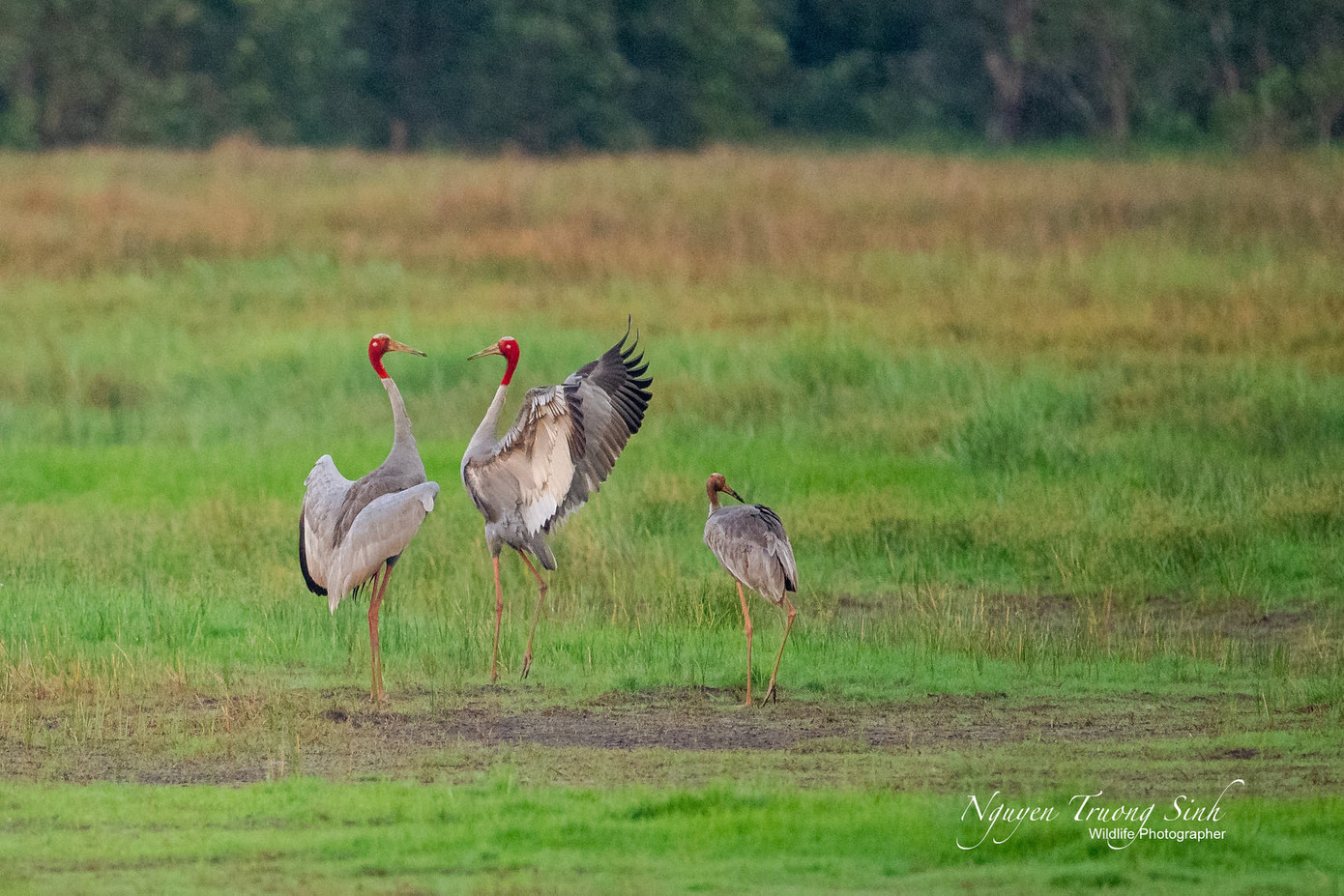 Sếu tại Vườn Quốc gia Tràm Chim. Ảnh: Nguyễn Trường Sinh.