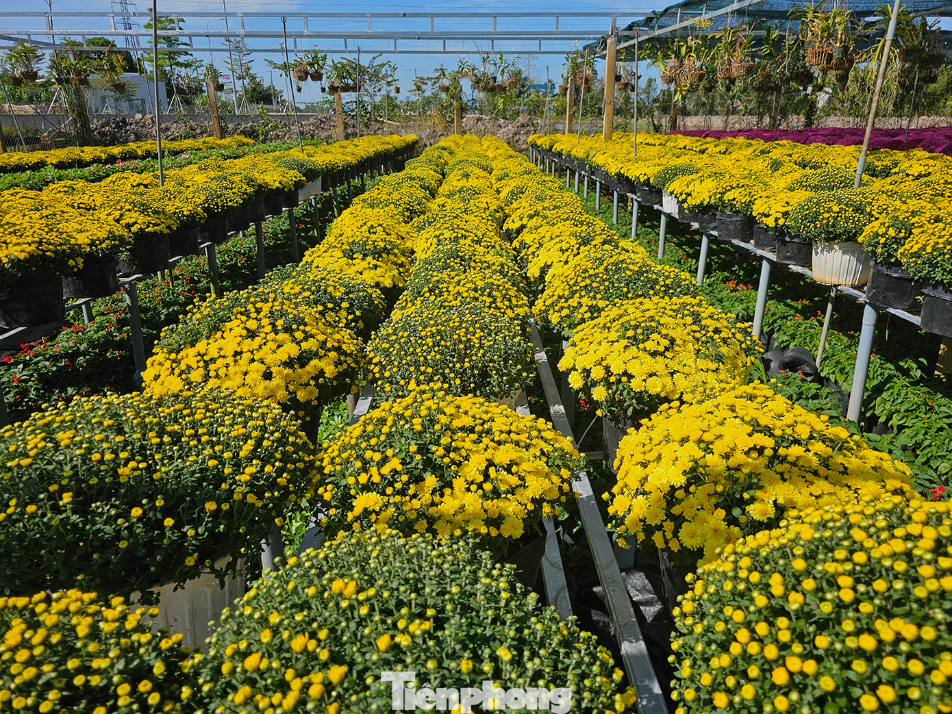 Hiện nay, thành phố Sa Đéc trồng khoảng 950 ha hoa kiểng với hơn 2.000 chủng loại khác nhau, tập trung nhiều nhất là phường Tân Quy Đông và xã Tân Khánh Đông. Ảnh: Hòa Hội. Hiện nay, thành phố Sa Đéc trồng khoảng 950 ha hoa kiểng với hơn 2.000 chủng loại khác nhau, tập trung nhiều nhất là phường Tân Quy Đông và xã Tân Khánh Đông. Ảnh: Hòa Hội.