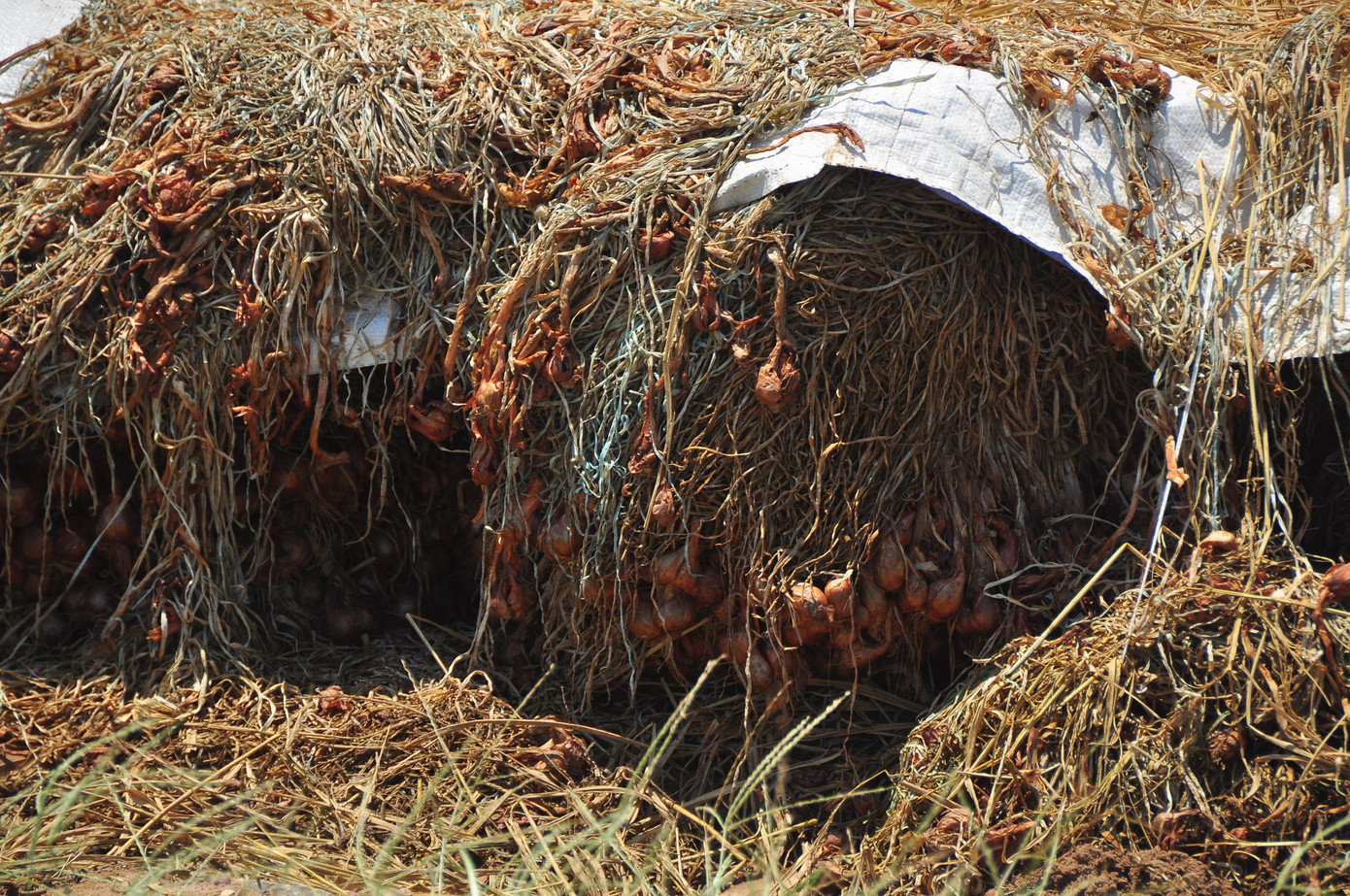 Hành tím để lâu khô queo