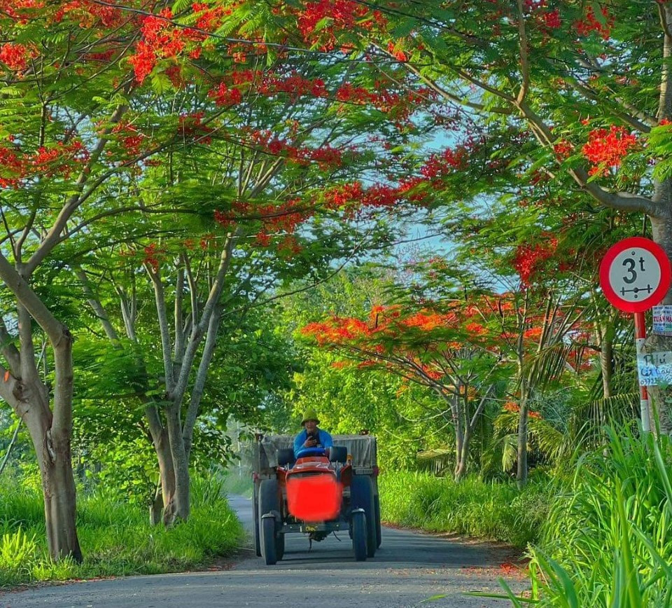 Nhìn những cánh hoa phượng rực nở trong gió hè, gợi nhớ một thời áo trắng tuổi học trò.