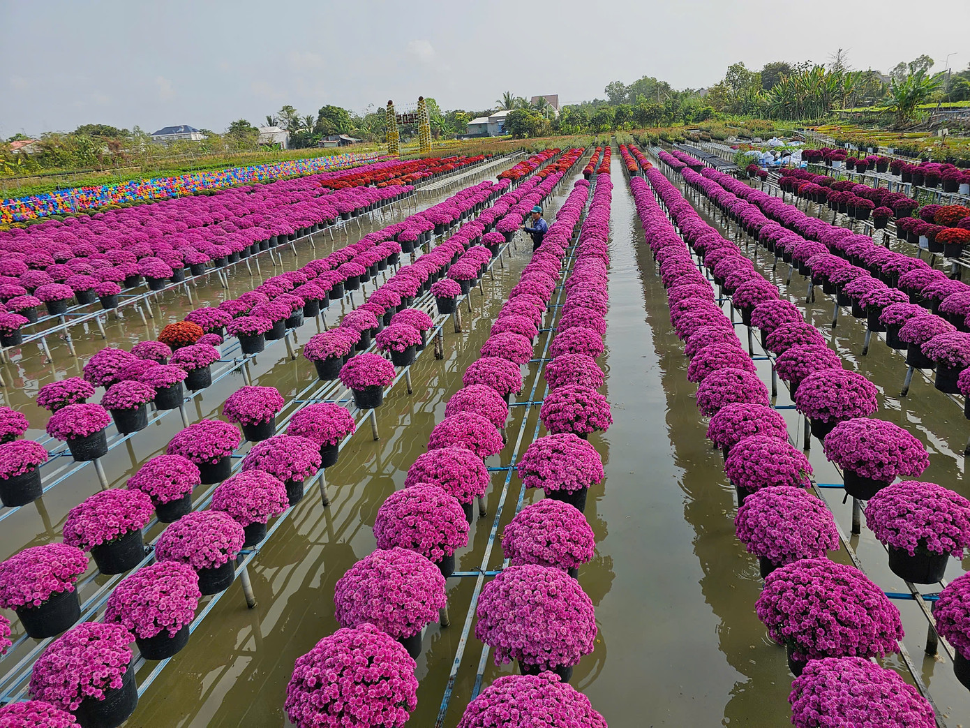 Điểm đặc biệt của làng hoa Sa Đéc là các hộ trồng trên mặt nước. Để chăm sóc hoa, chủ vườn lội nước để tưới. Ảnh: Hòa Hội