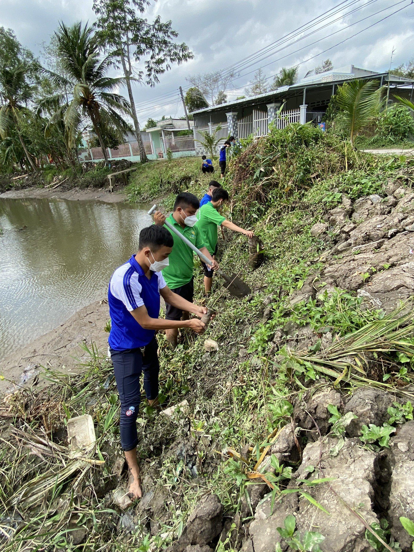 ĐVTN trồng cây bần góp phần hạn chế sạt lở bờ sông