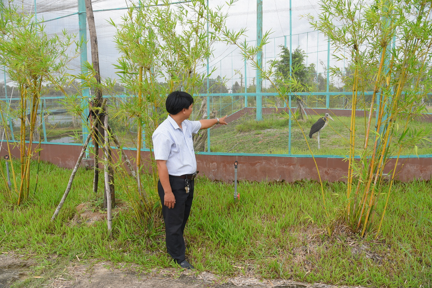 Dự kiến khu nuôi nhốt sếu đầu đỏ nhập từ Thái Lan về tại Vườn Quốc gia Tràm Chim, huyện Tam Nông, tỉnh Đồng Tháp. Ảnh: Hòa Hội Dự kiến khu nuôi nhốt sếu đầu đỏ nhập từ Thái Lan về tại Vườn Quốc gia Tràm Chim, huyện Tam Nông, tỉnh Đồng Tháp. Ảnh: Hòa Hội