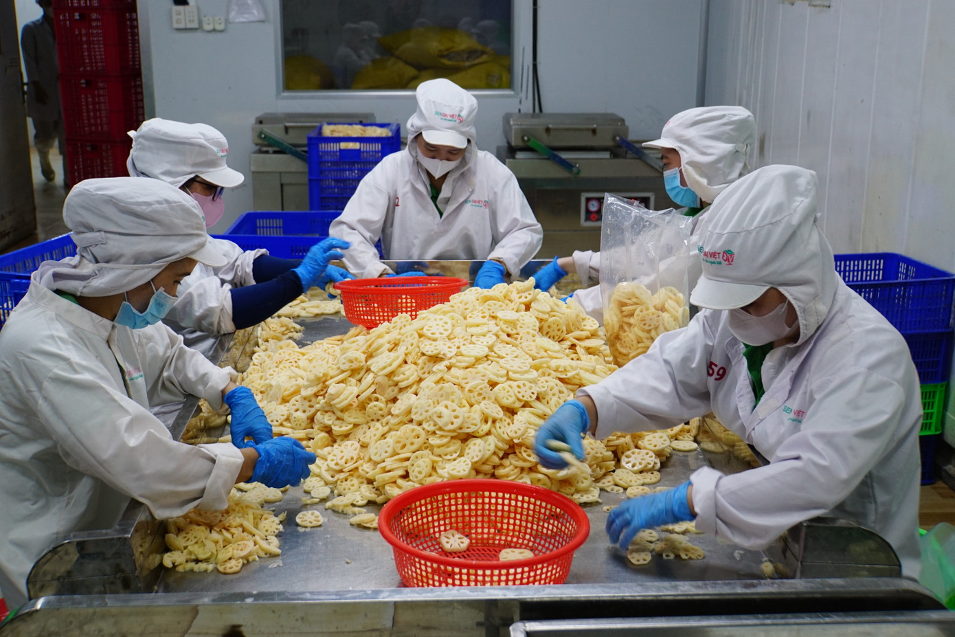 Sơ chế củ sen Đồng Tháp xuất sang Nhật Bản.