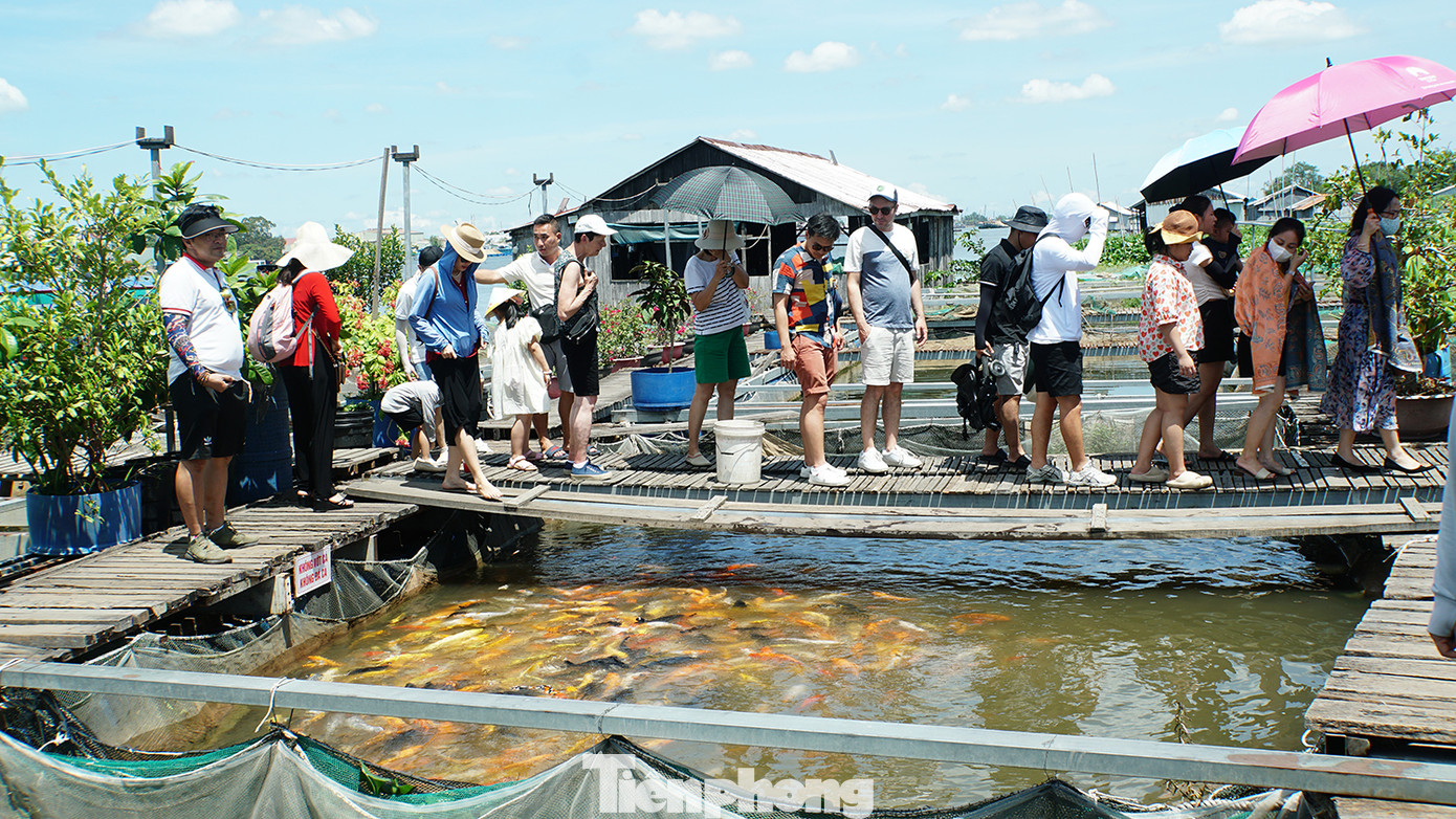Dù trưa nắng nhưng có rất đông khách đến tham quan, trải nghiệm tại khu bè nuôi các loài cá, đặc biệt là cá quý hiếm trên sông Mekong đang được ông bảy Bon nuôi, bảo tồn. Ảnh: Hòa Hội