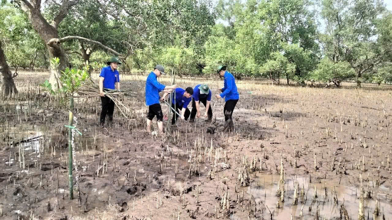 ĐVTN Bến Tre trồng rừng tại huyện Ba Tri. ĐVTN Bến Tre trồng rừng tại huyện Ba Tri.