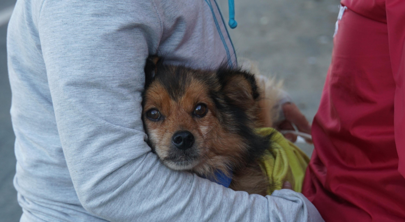 Chú chó theo chủ từ Kiên Giang lên TPHCM. - Ảnh: Hòa Hội