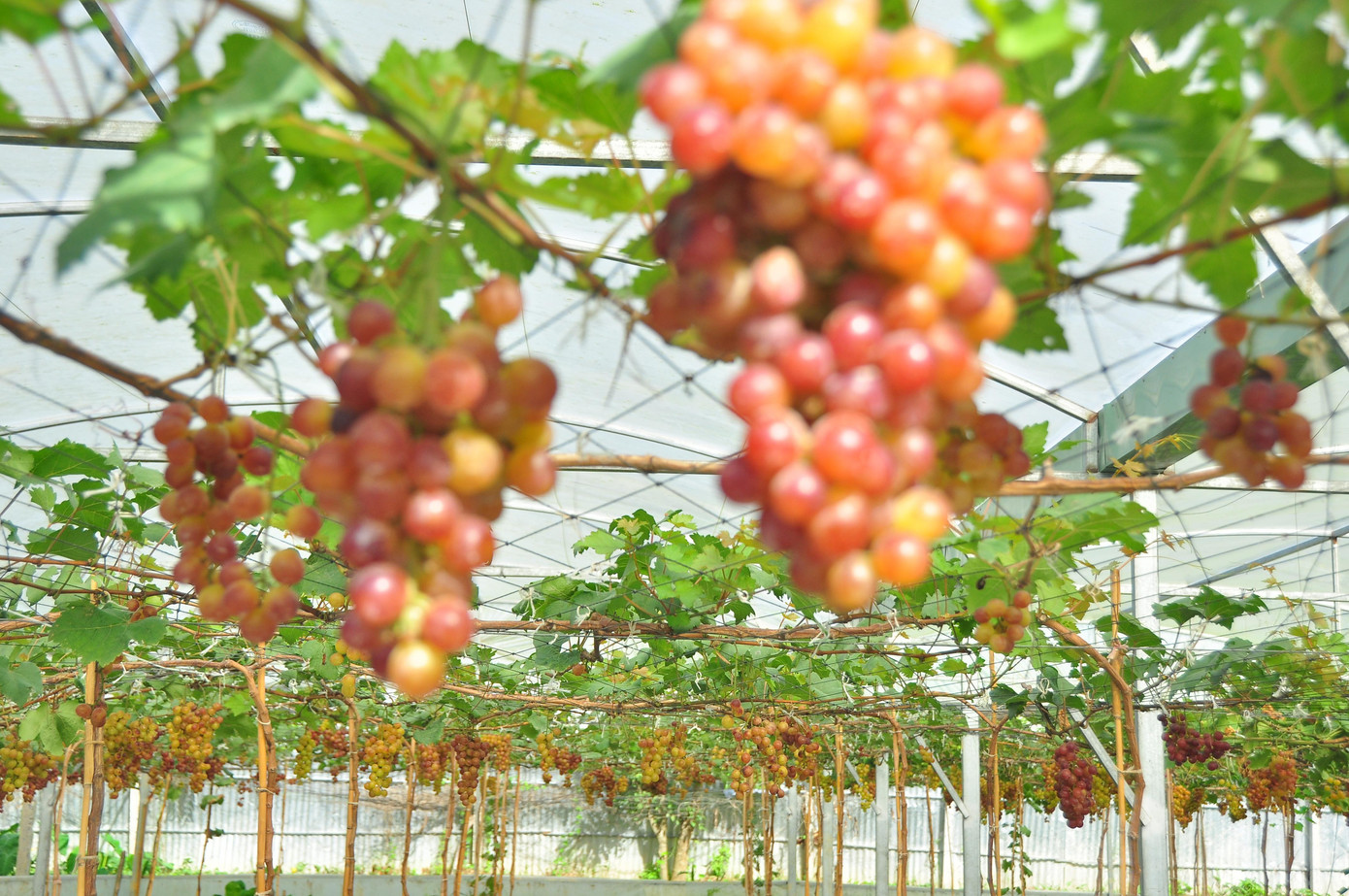 Những chùm quả nặng trĩu căng mọng dưới tán lá xanh rờn mang đến cho khách sự bình yên, an nhiên trong tâm hồn. Bầu không khí trong lành và sự thuần khiết của thiên nhiên được tạo nên một cách đẹp đẽ, tỉ mỉ của những người nông dân cần cù chất phác.