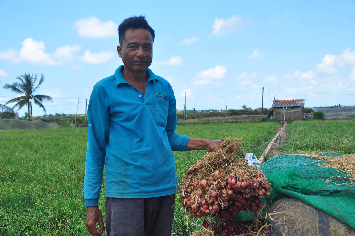 Hành tím chất đốc ngoài đồng
