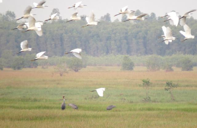 Sếu đầu đỏ. Ảnh: Báo Đồng Tháp