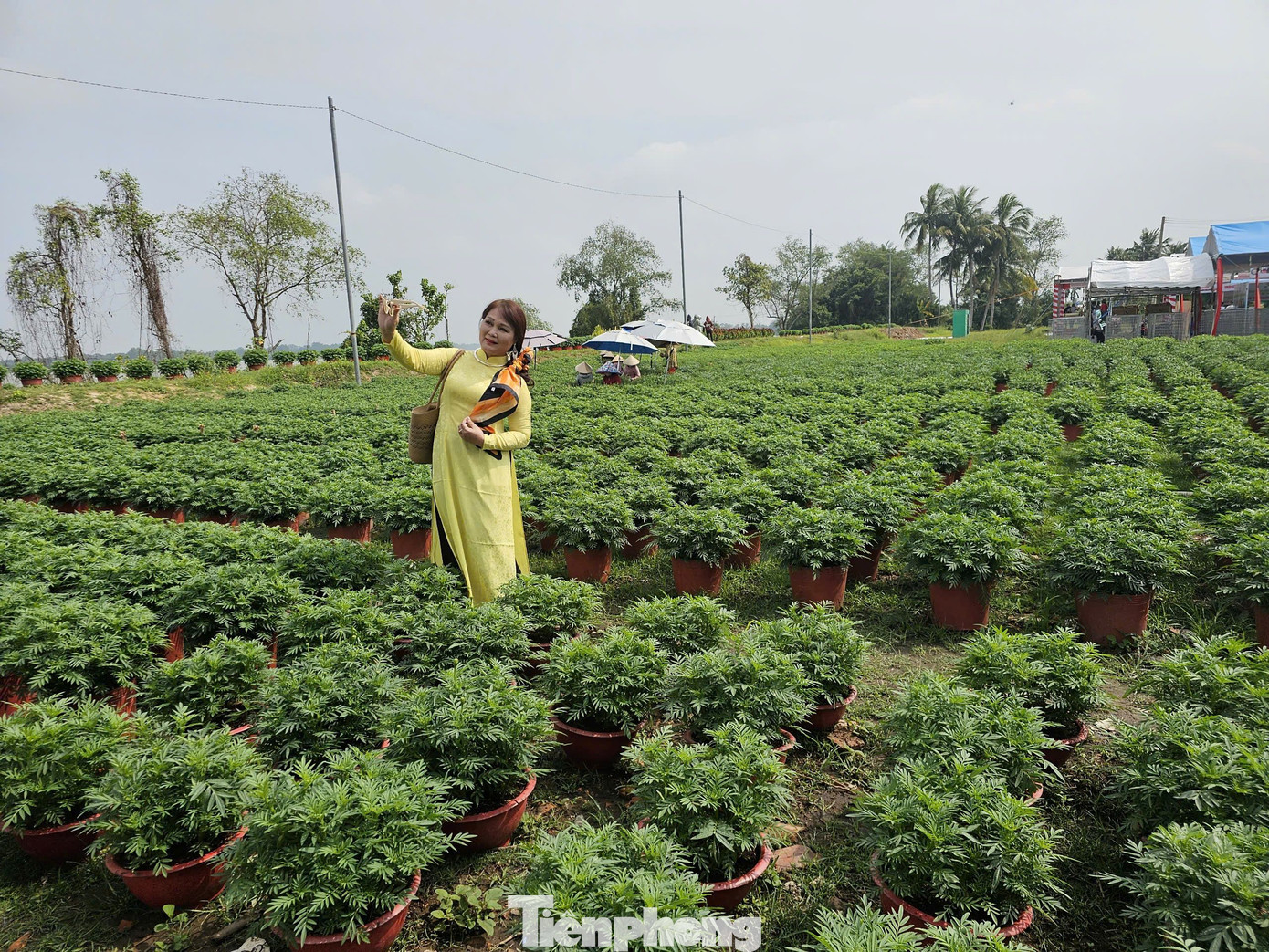 Lễ Hội Hoa - Kiểng Chợ Lách nhằm tôn vinh và phát huy giá trị kinh tế các sản phẩm từ hoa, kiểng địa phương, thúc đẩy phát triển kinh tế vườn, nghề trồng hoa kiểng gắn với Làng Văn hóa Du lịch và Chương trình Quốc gia mỗi xã một sản phẩm (OCOP). Ảnh: Hòa Hội.