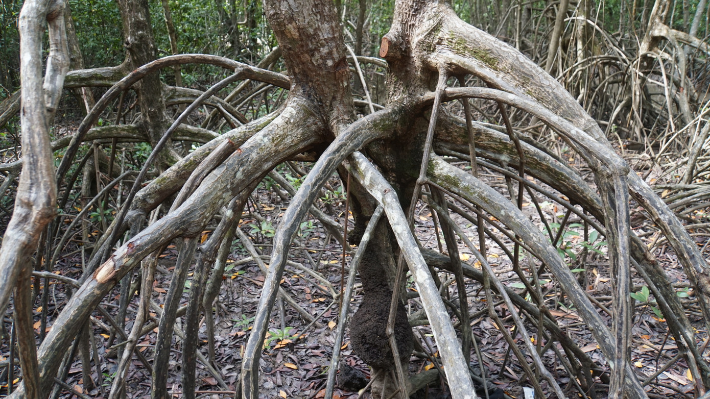 Rừng đước tại Vườn Quốc gia Mũi Cà Mau.