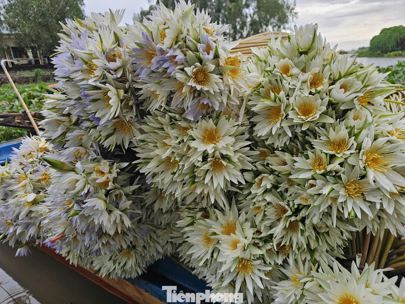 Bông súng là một loại rau đồng được người dân dùng trong món ăn như bông súng mắm kho, canh chua bông súng, bông súng chấm cá kho, gỏi bông súng.... Ảnh: Hòa Hội