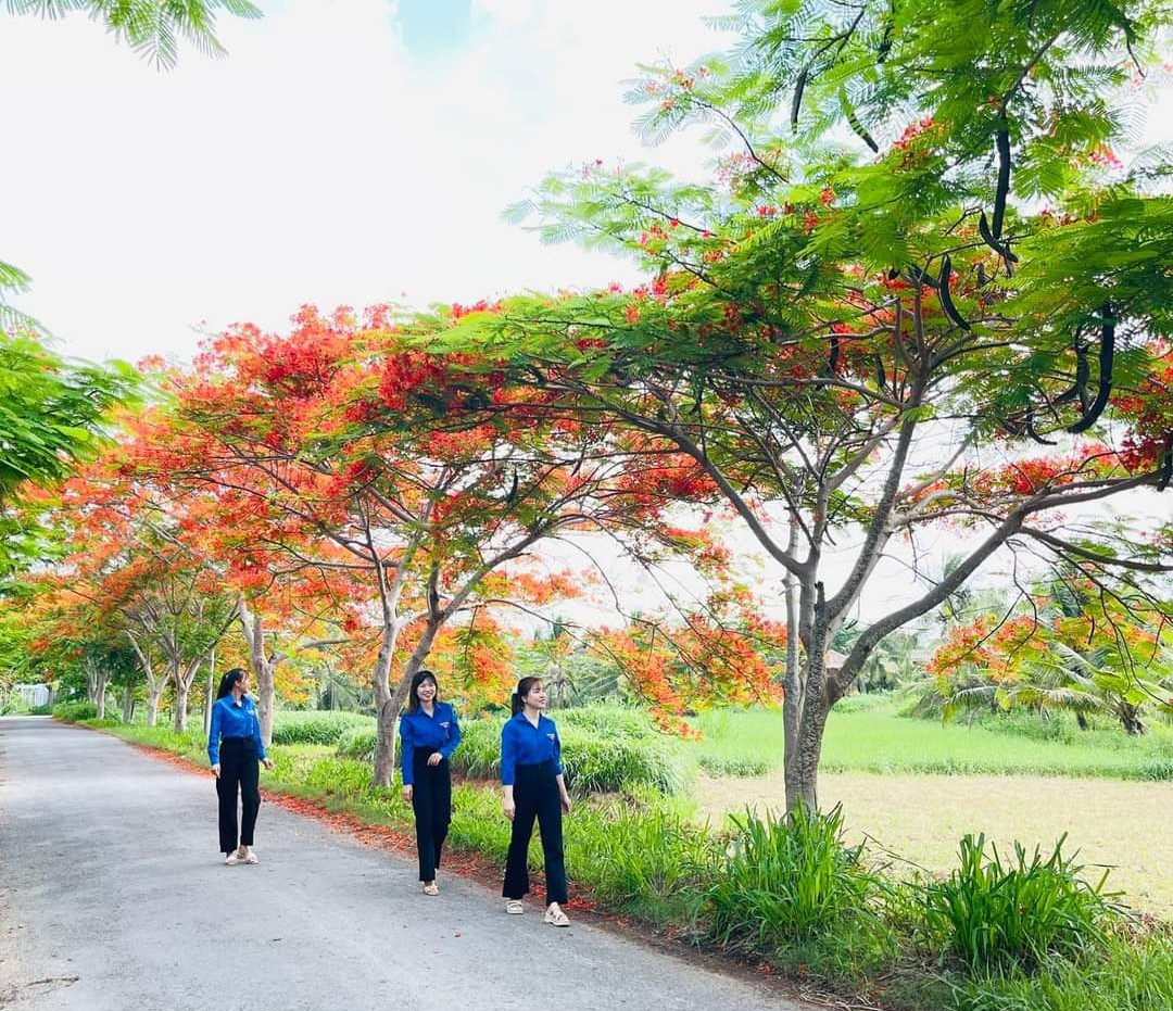 Trải qua bao năm tháng chăm sóc, cây phượng ngày nào đã lớn và xanh tốt. Đến mùa hè năm nay, đúng vào dịp huyện Ba Tri kỷ niệm 25 năm phong trào Thanh niên tình nguyện - Chiến dịch Thanh niên tình nguyện hè, những cây phượng đã bung hoa rực rỡ.