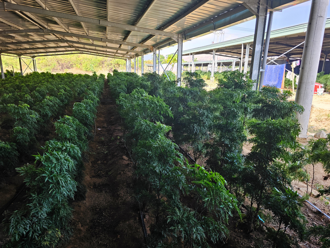 Mô hình trồng đinh lăng dưới tấm pin năng lượng tại Ninh Thuận. Mô hình trồng đinh lăng dưới tấm pin năng lượng tại Ninh Thuận.