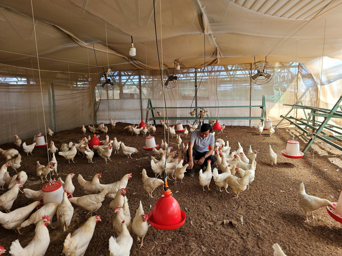 Mô hình nuôi gà lấy trứng và thịt dưới tấm pin năng lượng tại Ninh Thuận. Mô hình nuôi gà lấy trứng và thịt dưới tấm pin năng lượng tại Ninh Thuận.