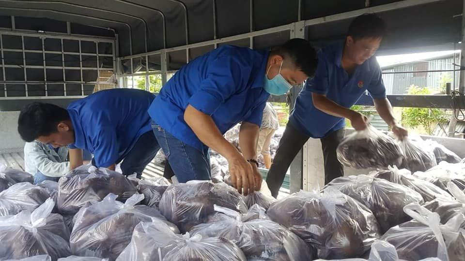 ĐVTN hỗ trợ tiêu thụ khoai lang giúp nông dân ĐVTN hỗ trợ tiêu thụ khoai lang giúp nông dân