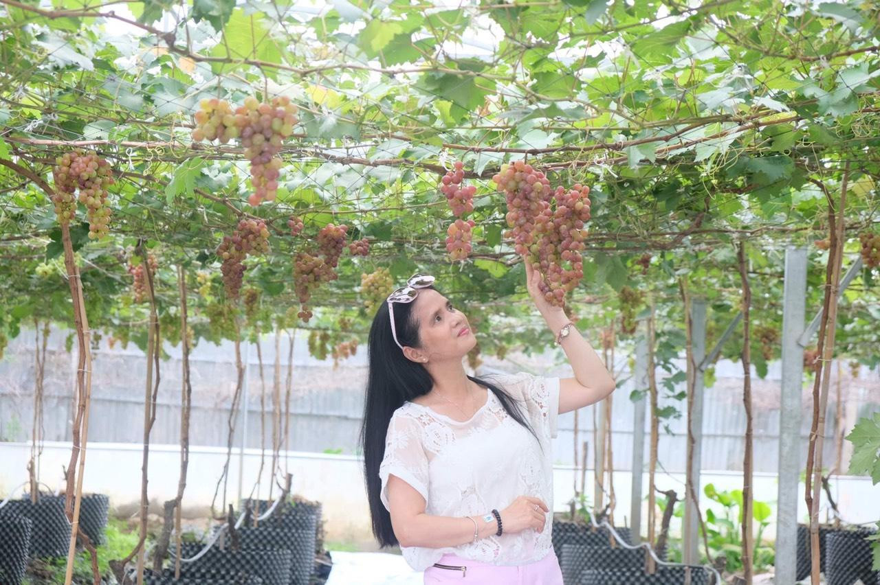 Khách chiêm ngưỡng vườn nho