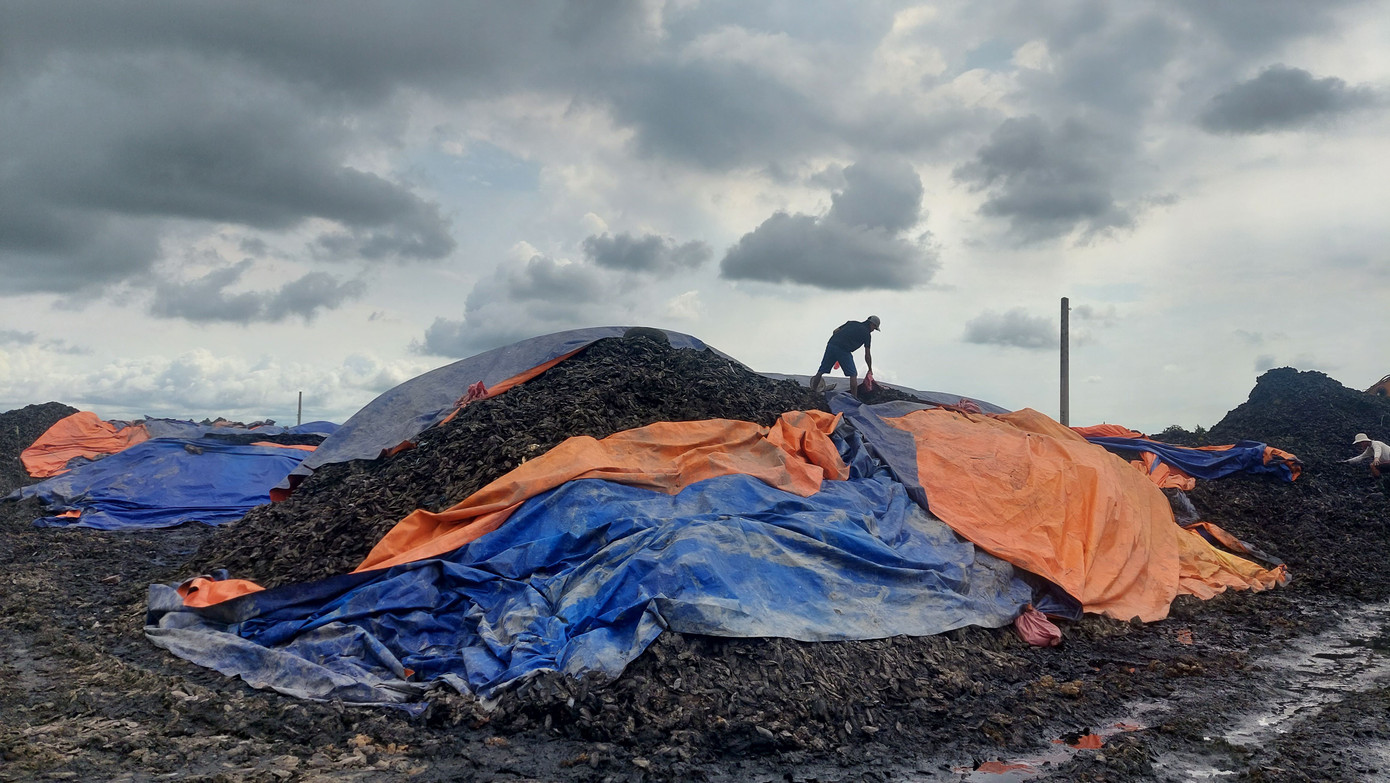 Hàng ngàn tấn vỏ và cùi xoài gây ô nhiễm tại Công ty Địa Long. Ảnh: P. Thanh. Hàng ngàn tấn vỏ và cùi xoài gây ô nhiễm tại Công ty Địa Long. Ảnh: P. Thanh.
