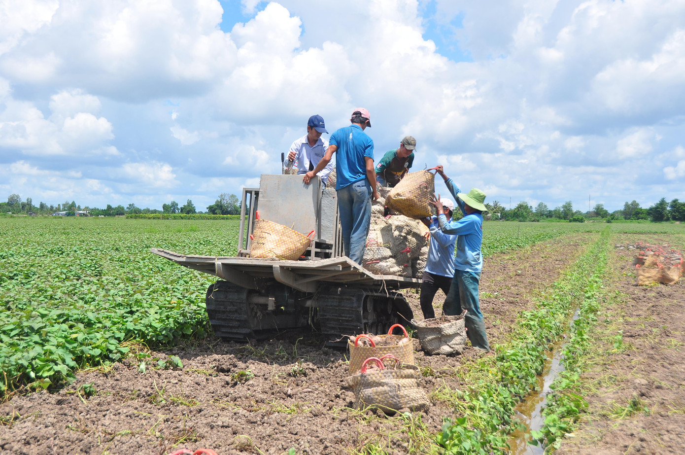 Khoai từ ngoài đồng vận chuyển vào lán trại để phân loại
