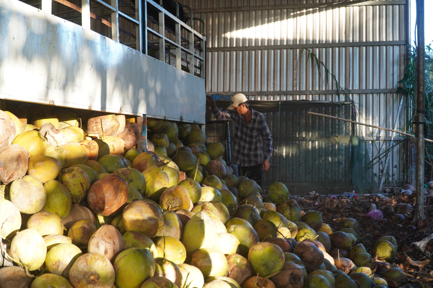 Giá dừa tươi ở Bến Tre đang tăng cao. Giá dừa tươi ở Bến Tre đang tăng cao.