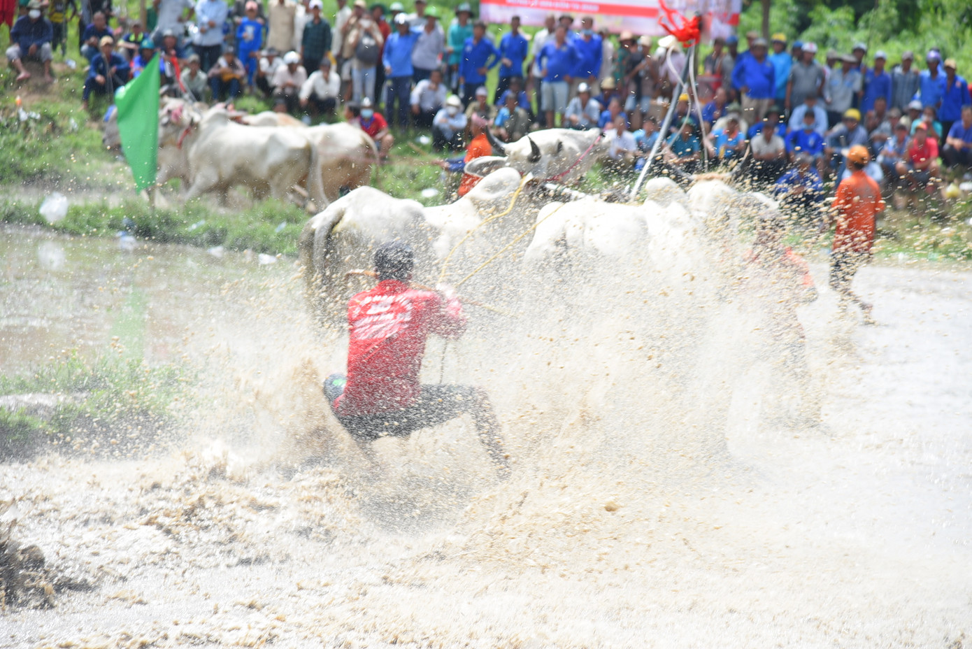 Sôi nổi Hội đua bò của đồng bào Khmer. Ảnh: Hòa Hội. Sôi nổi Hội đua bò của đồng bào Khmer. Ảnh: Hòa Hội.