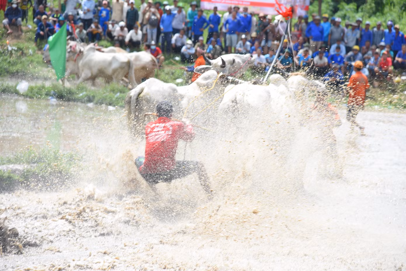 Sôi nổi Hội đua bò của đồng bào Khmer. Ảnh: Hòa Hội.