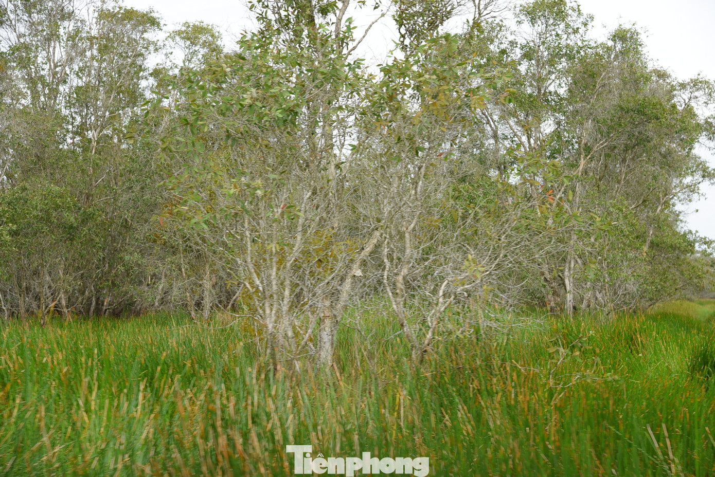 Gần đây, vườn Quốc gia Tràm Chim điều tiết nước theo chỉ dẫn của các nhà khoa học, chứ không dự trữ quanh năm như trước. Kế hoạch tháo nước được thực hiện đầu tháng 12, kéo dài đến tháng 4 năm sau trong điều kiện khô hạn và thêm hai tháng nếu mưa sớm. Phần nước tháo ra được chuyên gia tính toán dựa trên lượng nước bốc hơi, nhu cầu các loài, đặc biệt phù hợp cho năng kim tạo củ - thức ăn khoái khẩu của sếu. Ảnh: Hòa Hội