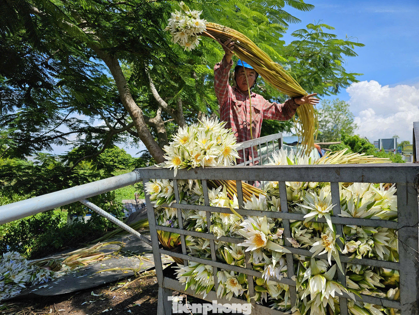 Ông Lê Châu Thanh - ngụ phường Núi Sam, TP. Châu Đốc, tỉnh An Giang, chủ một cơ sở thu mua cho biết, bông súng rất khó bảo quản nên khi vừa lên bờ phải giao ngay cho các tiểu thương ở các chợ TP Châu Đốc, TP. Long Xuyên và TPHCM... Ảnh: Hòa Hội