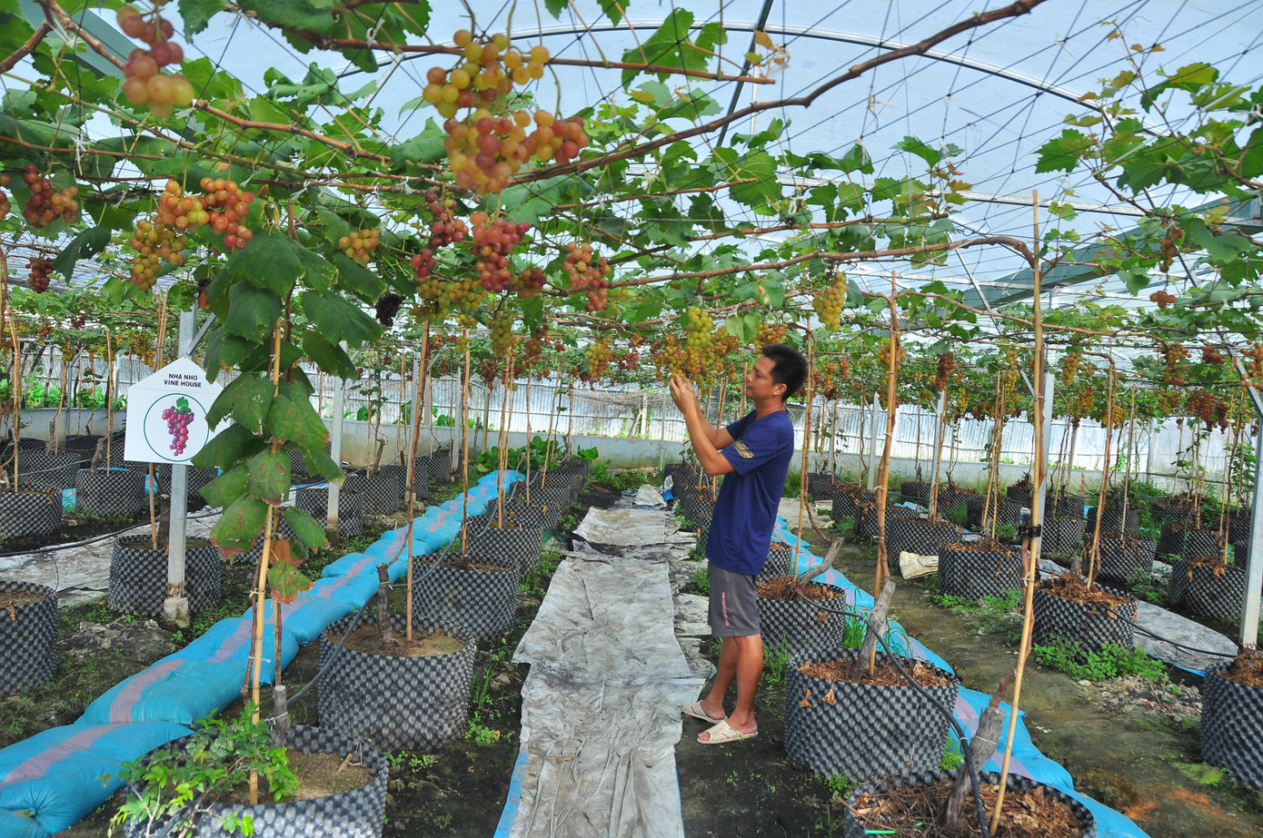 Vườn nho với trên 200 gốc nằm trong canthofram với diện tích 0,7 ha, được trồng trong nhà màng. Hiện tại vườn nho đang cho trái sum suê với nhiều giống khác nhau được nhập từ nhiều nước như Nhật, Mỹ, Pháp, Ý, Hàn Quốc...