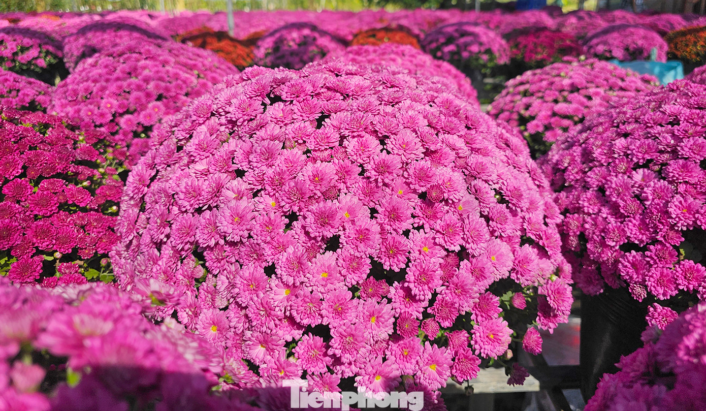 Cúc mâm xôi xuất xứ từ Hàn Quốc có 5 màu chủ đạo: đỏ, đỏ cam, vàng, hồng và tím, hoa có đặc tính cứng cáp và thời gian trổ hoa đến khi tàn kéo dài hơn một tháng so hoa cúc truyền thống. Ảnh: Hòa Hội. Cúc mâm xôi xuất xứ từ Hàn Quốc có 5 màu chủ đạo: đỏ, đỏ cam, vàng, hồng và tím, hoa có đặc tính cứng cáp và thời gian trổ hoa đến khi tàn kéo dài hơn một tháng so hoa cúc truyền thống. Ảnh: Hòa Hội.