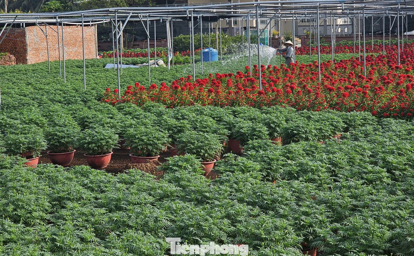 Huyện Chợ Lách nằm trên cù lao Minh, cách trung tâm thành phố Bến Tre hơn 40 km. Với hệ thống kênh rạch chằn chịt và khí hậu ôn hòa, huyện Chợ Lách là một trong những nơi sản xuất cây giống, hoa kiểng lớn nhất của đồng bằng sông Cửu Long. Ảnh: Hòa Hội